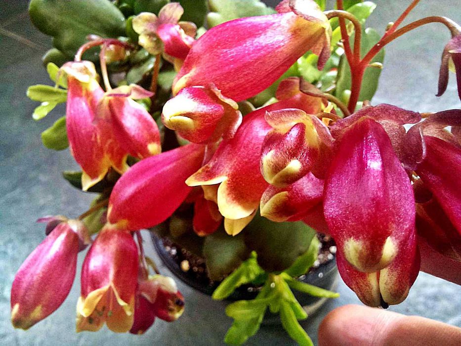 Различни цветя: сортови мушката, каланхоета и др.