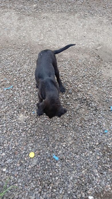 Собака со щенками ищут дом и хозяев