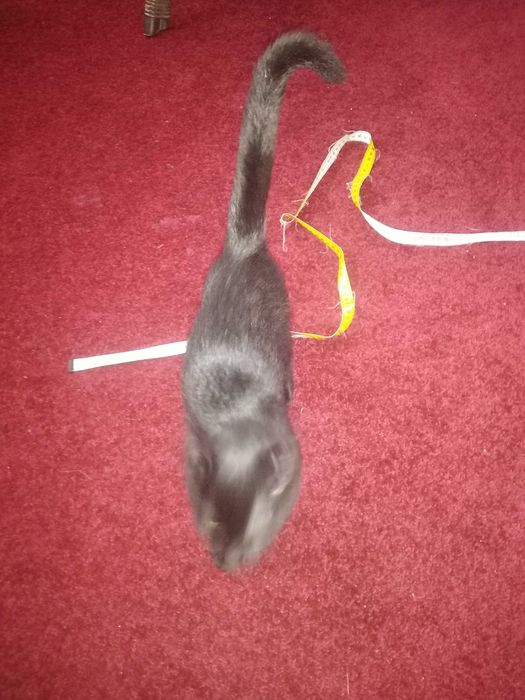 Cazare animale de companie MICI si PISICI CASTRATE- pet sitter