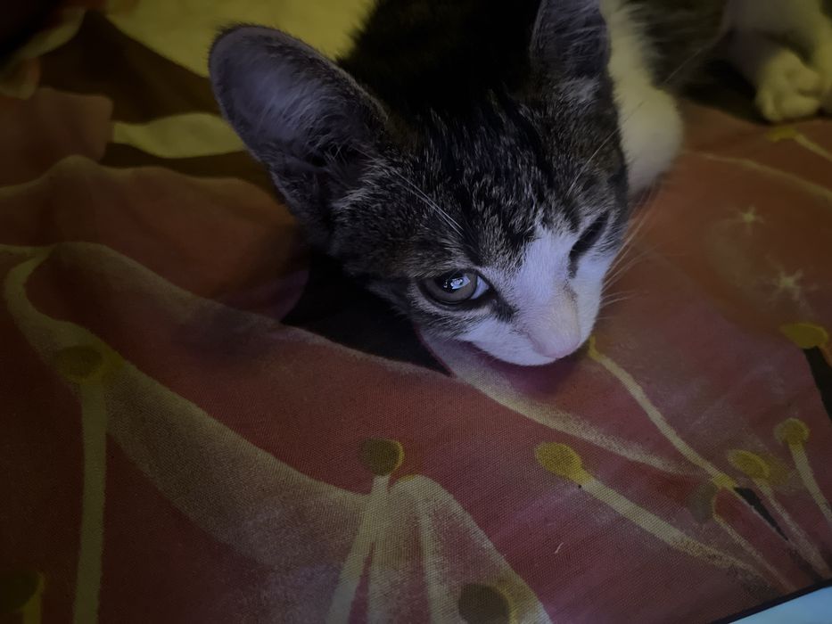 Котенок отдаем бесплатно в добрые руки