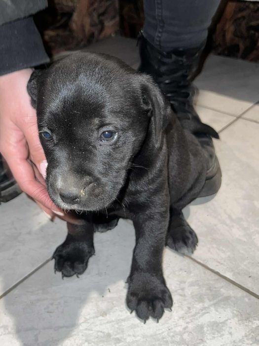 Кане корсо-Питбул  250лв. Народни.