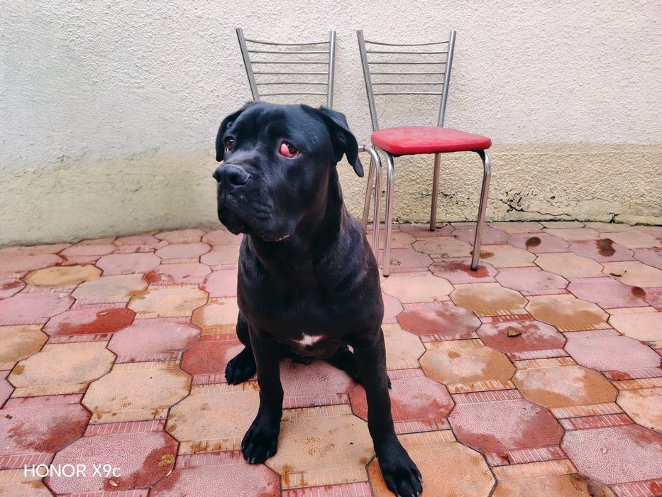 Кане корсо 6 месяцев