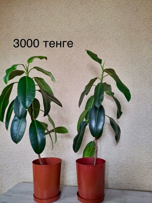 Комнатные растения