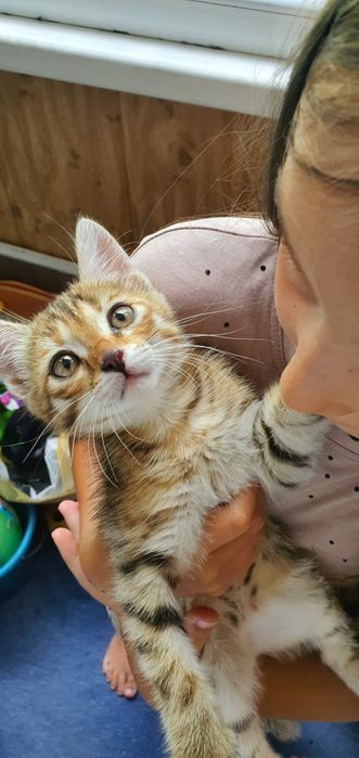 Котенок девочка в хорошие руки