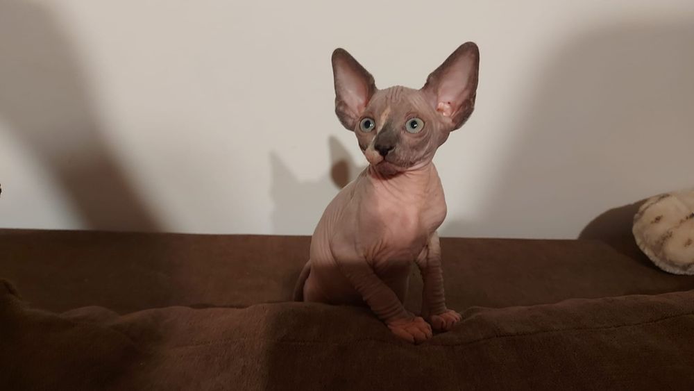 Pisică femelă Sphynx/Sfinx/Sphinx