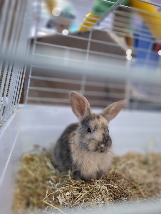 Декоративный кролик