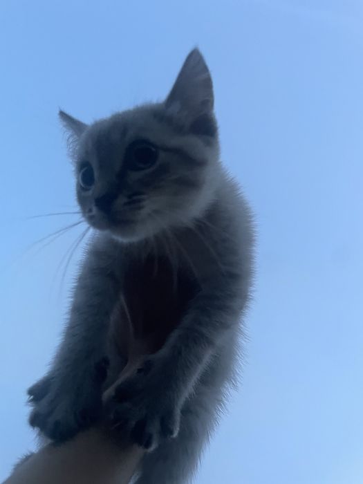 Отдаем котенка бесплатно в добрые руки