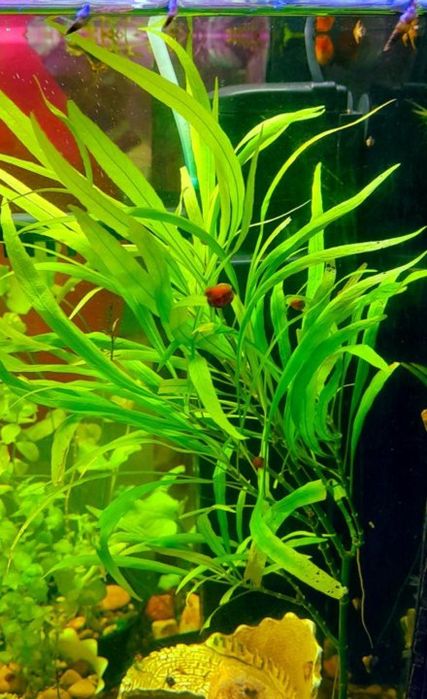 Растение в аквариум