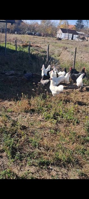 Australorp negru, albastru,alb
