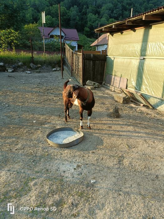 Vând tap  anglonubian
