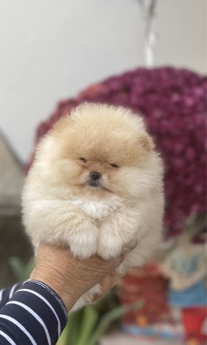 Померан Мини