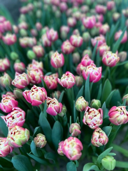 Тюльпаны оптом и в розницу