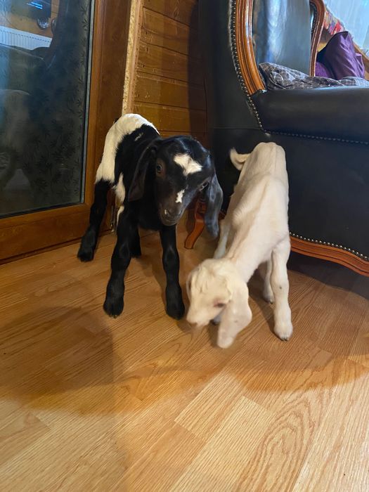 Tap de vânzare  10 luni