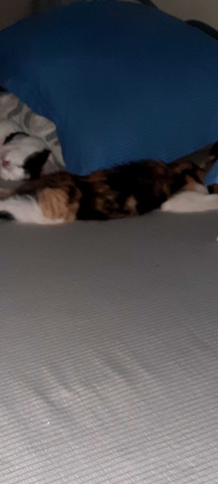 Отдам умных котят