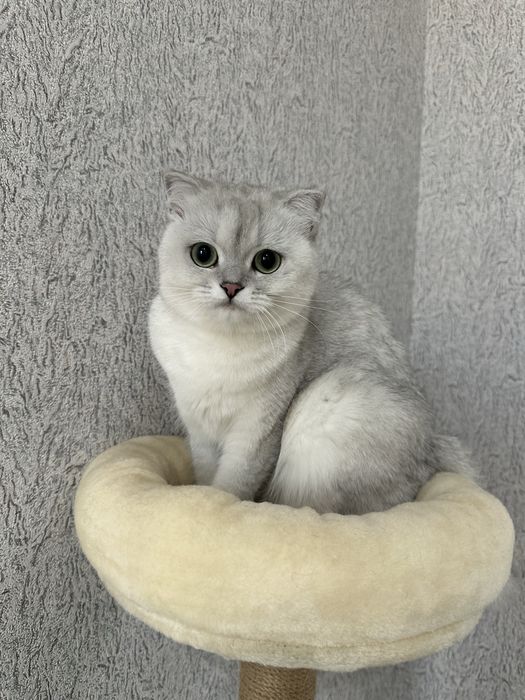 skotish fold SROCHNO sotiladi