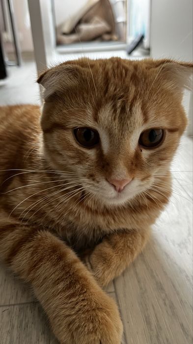 Вислоухи Шотландский котик