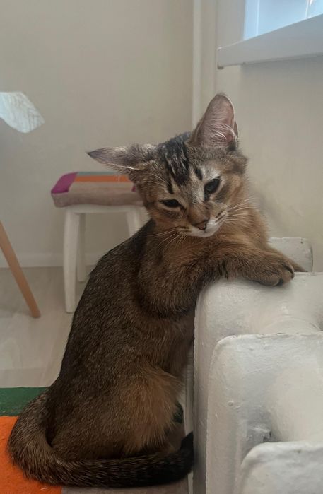 Отдам котенка в добрые руки