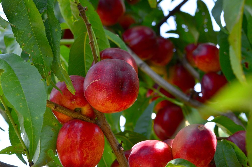 Pomi Fructiferi Stravechi Glia Stramoseasca (Nectarin )