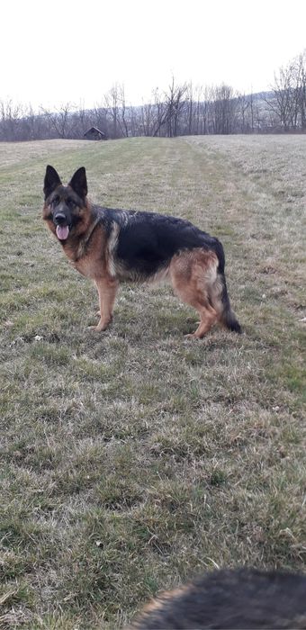 Vand femela ciobanesc german