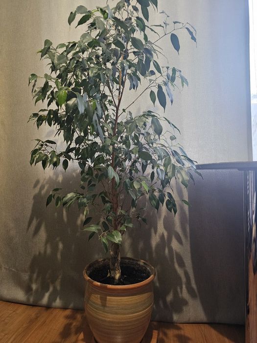 Фикус бенжамина  1м 20 см