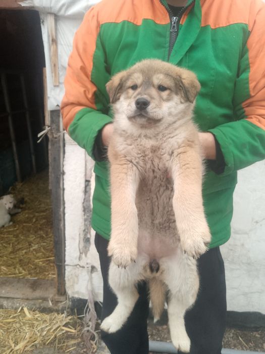 Продам щенков девочки