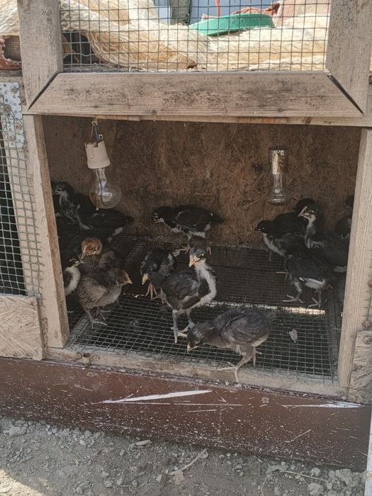 Продам цыплят австерлоп