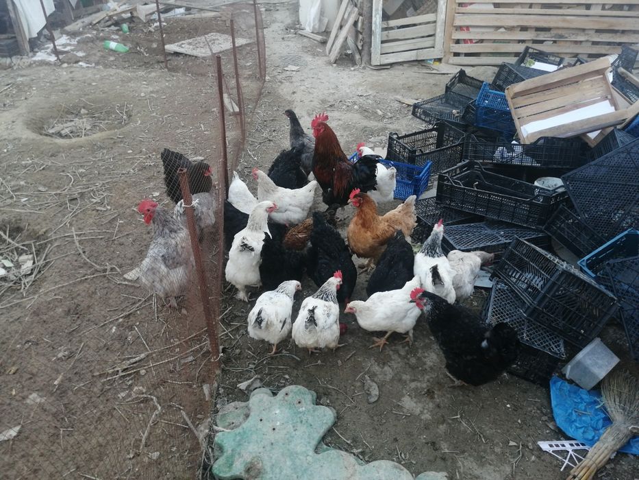 Жұмыртқа сатылады