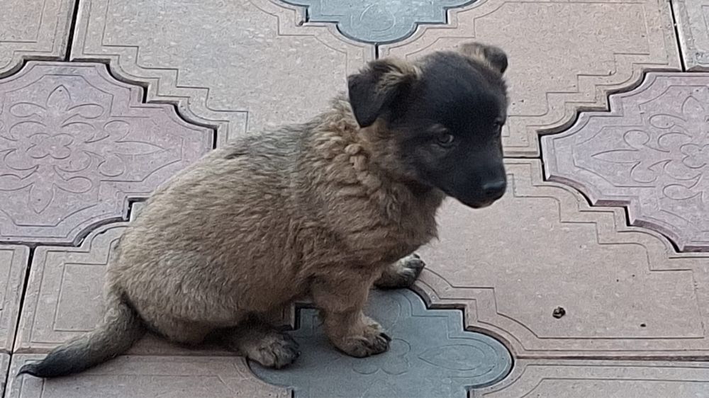 Бесплатно отдам щенят