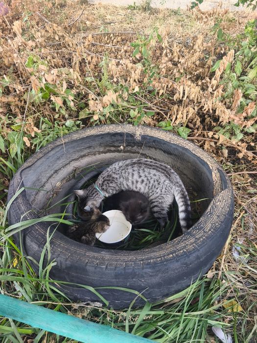 Отдам котенка мальчика