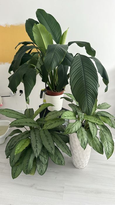 Жеское счастье королевский