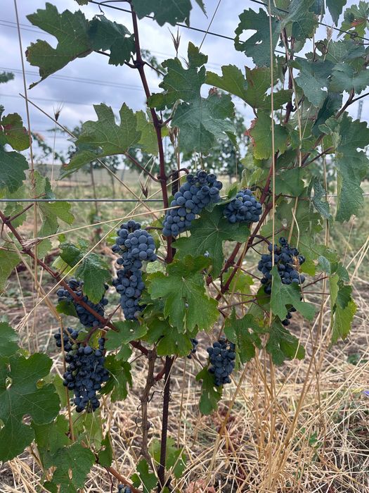 Struguri pentru vin