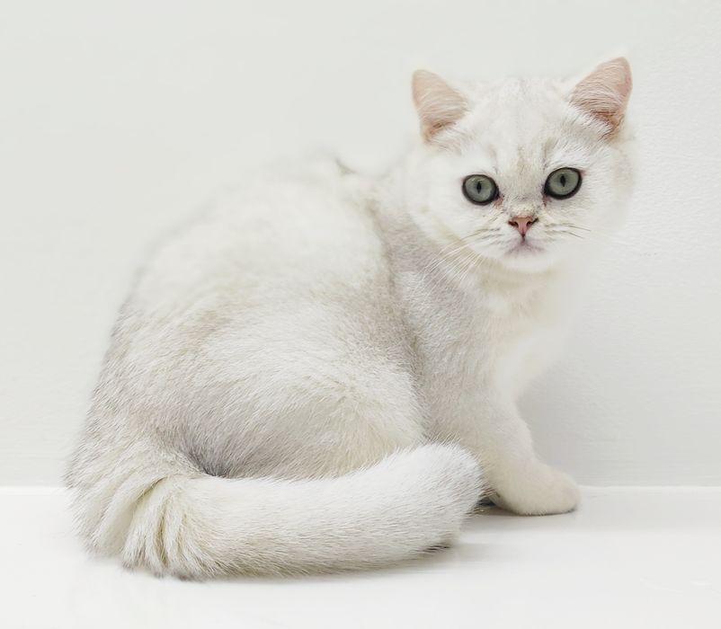 Котики  британские шиншиллы