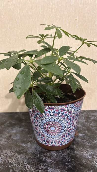 Милая шефлерка однотон