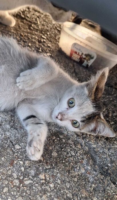 Подарявам мъжко котенце