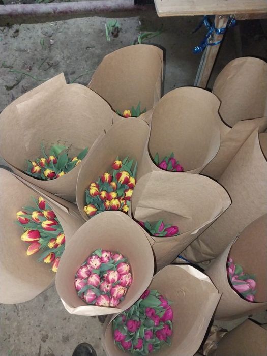 Тюльпаны оптом по 380тг