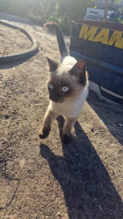 Отдам бесплатно в добрые руки