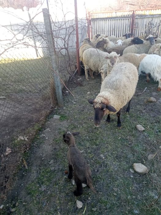 Vand 13 oi de gaiat sau de tinut