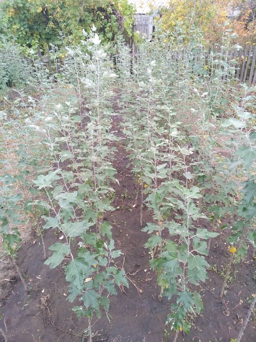Тополь пирамидальный Саженцы