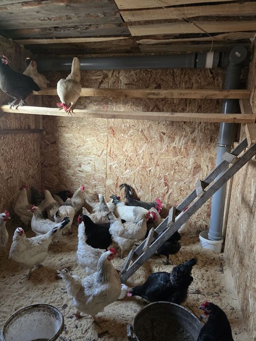 Куры несушки доминант