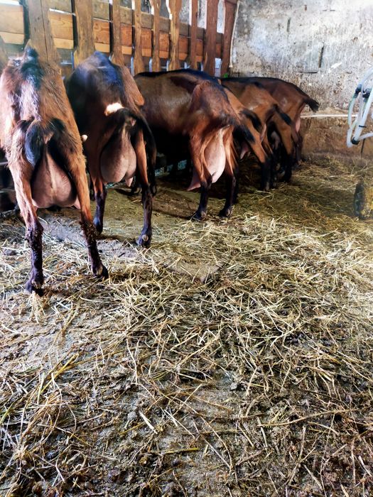 Capre Alpina Franceză de vânzare
