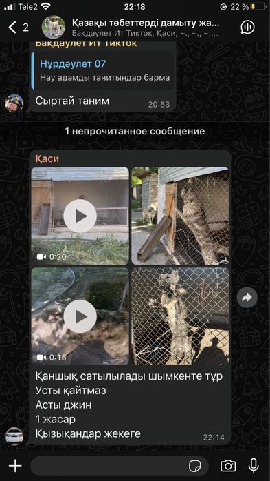9 айлық кушык тигравой қанжық