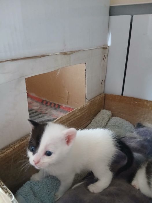 Отдам котят в хорошие руки