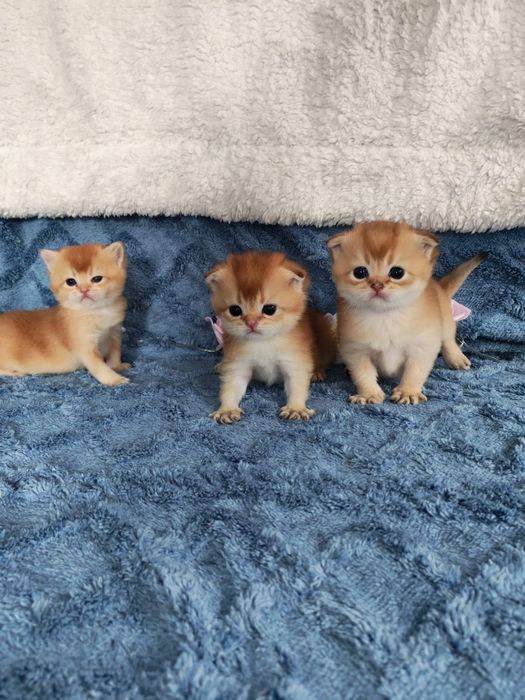 Золотая шиншилла