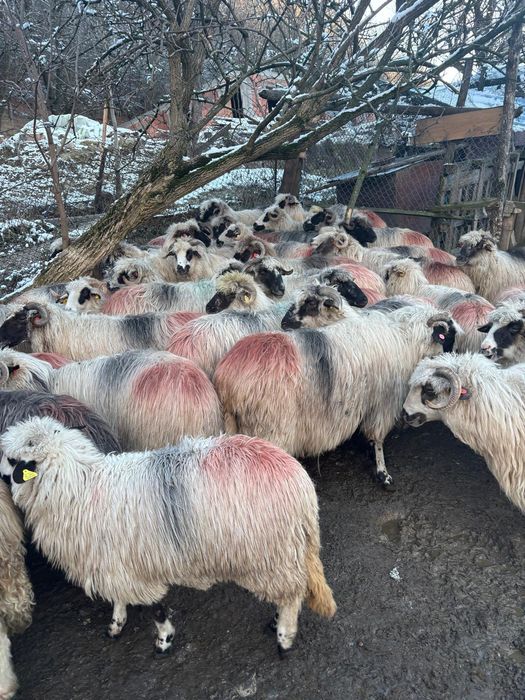 Oi Țurcane de vânzare