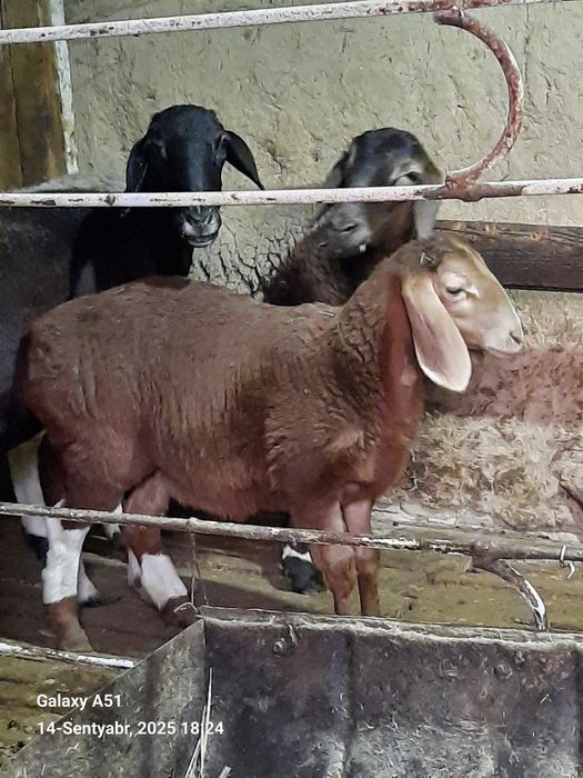 Zotor qo'y rasmda korsarilingan