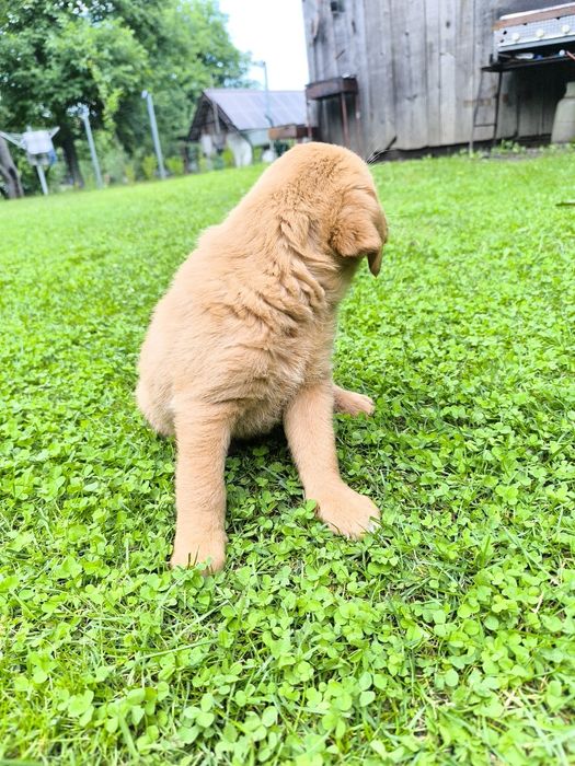 Donez pui metis labrador