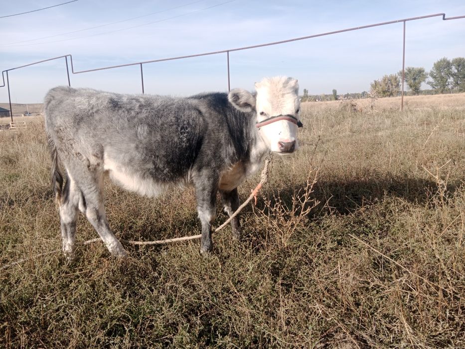 Бұзаулар сатылады