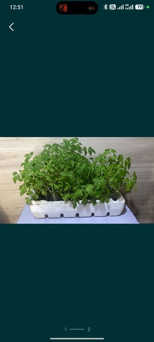 Продам рассаду помидор