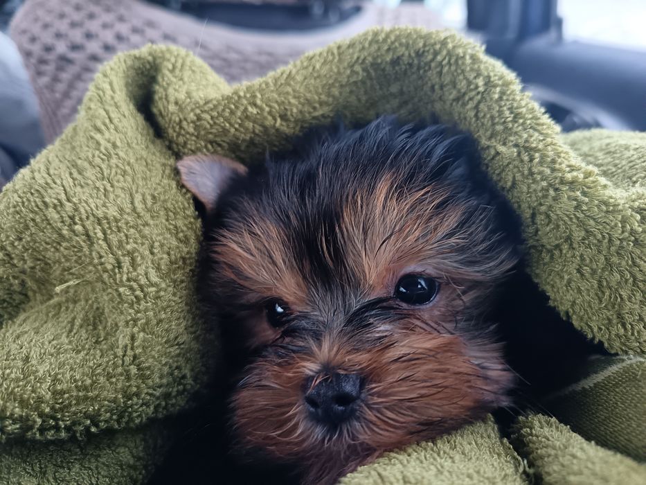 Чудесные малыши йорка