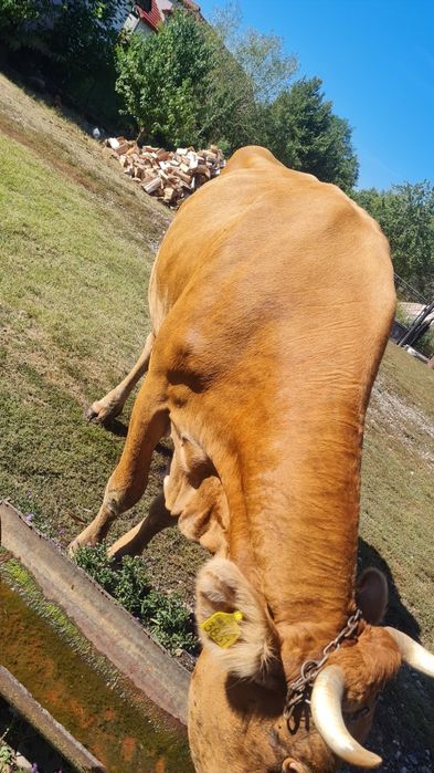 Vând VACA + Vitelusa